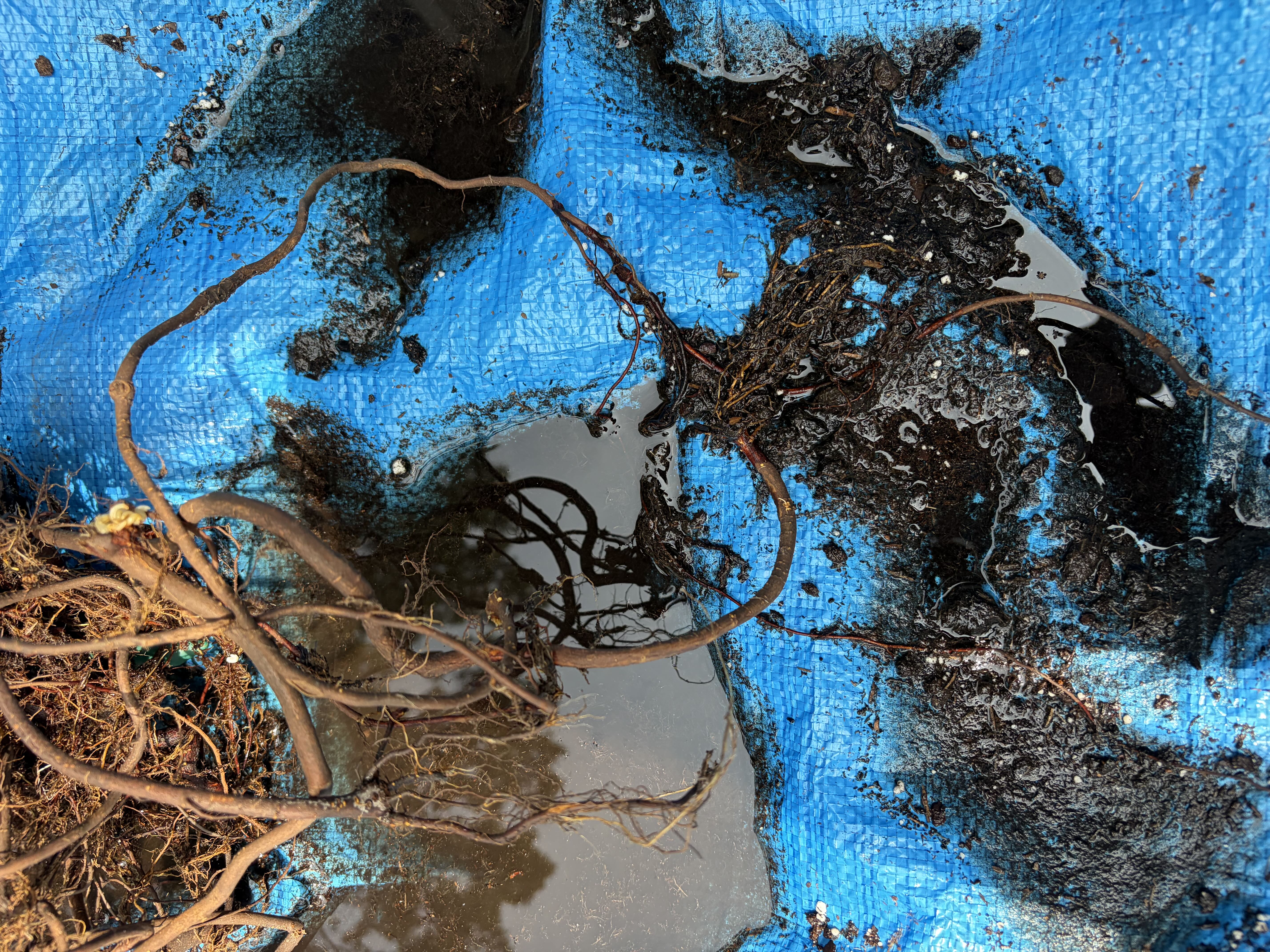 Photo from the post