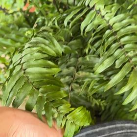 Photo of the plant species Macho Fern by @RegalRedsage79 named Elvis on Greg, the plant care app
