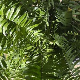 Photo of the plant species Macho Fern by @RegalRedsage79 named Dolly on Greg, the plant care app