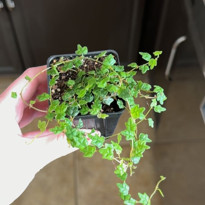 Photo of the plant species String of Frogs by @StarPaleflax26 named Osmo on Greg, the plant care app