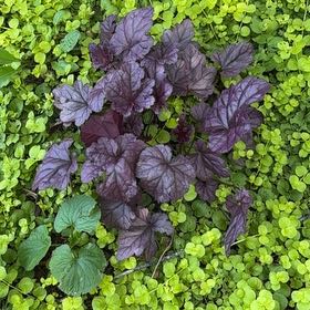 Photo of the plant species Coral Bells by @YernBibi60 named Mando on Greg, the plant care app