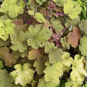 Photo of the plant species Coral Bells by @YernBibi60 named Ulysses S Plant on Greg, the plant care app