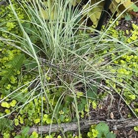Photo of the plant species Texas Sacahuista by @YernBibi60 named Duke on Greg, the plant care app