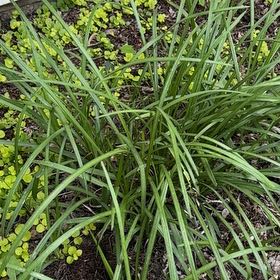 Photo of the plant species Chinese Chives by @YernBibi60 named Peter Parker on Greg, the plant care app