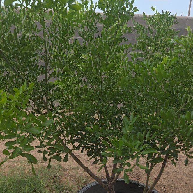 Photo of the plant species Texas Mountain Laurel by @LeadRuby62 named Treeyoncé on Greg, the plant care app