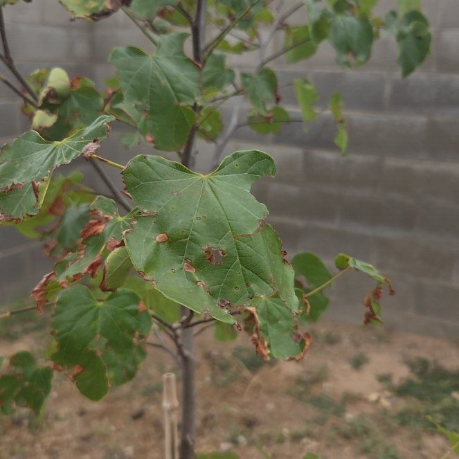 Photo of the plant species Hedge Maple by @LeadRuby62 named Mochi on Greg, the plant care app