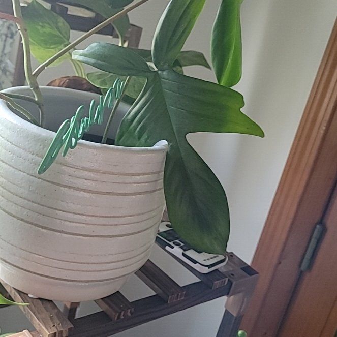 Photo of the plant species Philodendron 'Florida' by @ProperRedsage18 named Lavender on Greg, the plant care app