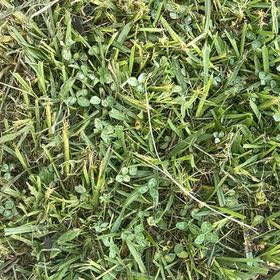 Photo of the plant species Asian Ponysfoot by @YeveBrandegea72 named Foxxy on Greg, the plant care app