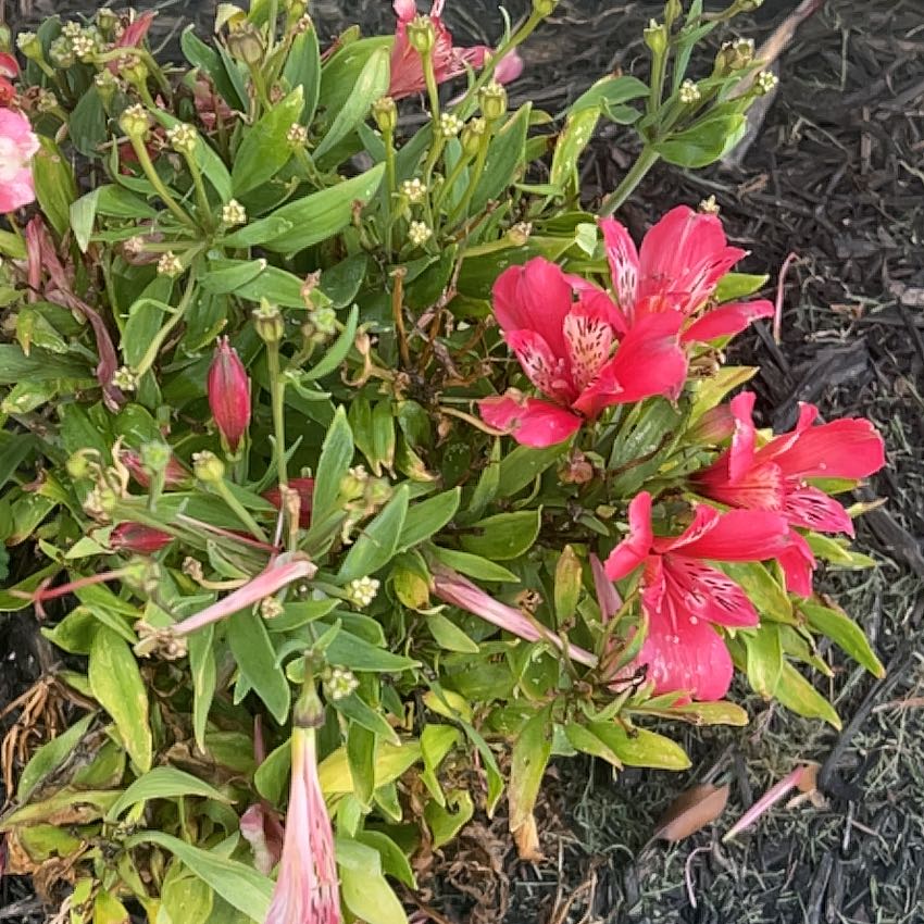 Photo of the plant species Peruvian-Lily by @YeveBrandegea72 named Spike Leaves on Greg, the plant care app