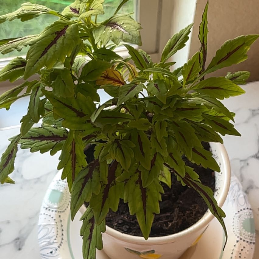 Photo of the plant species Coleus Flame Thrower Chipotle by @NeatRye33 named Sunrise on Greg, the plant care app