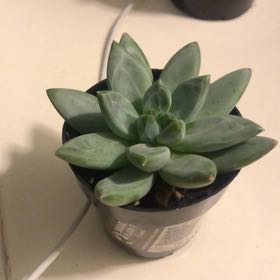 Photo of the plant species Pachyveria Little Jewel by @ProTipa53 named Santi on Greg, the plant care app