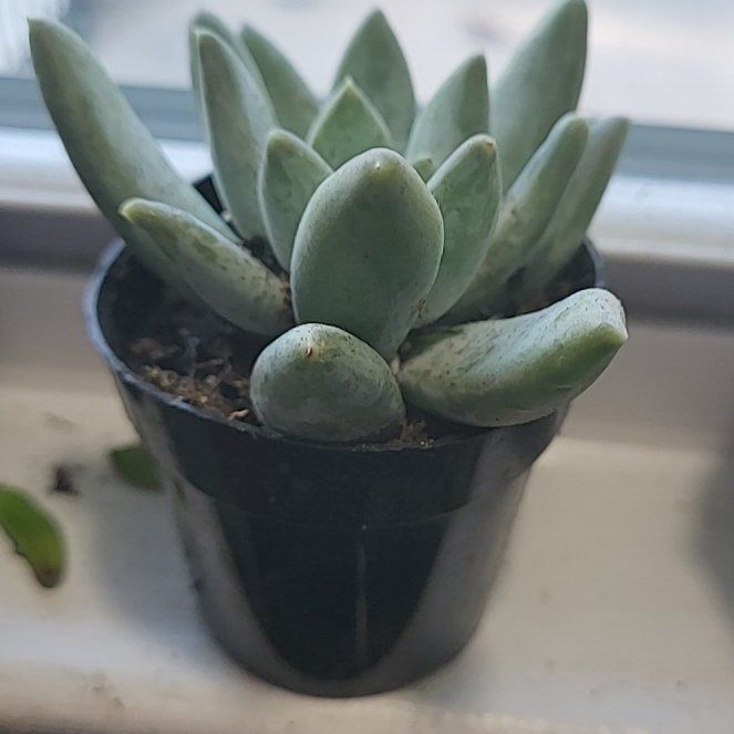 Photo of the plant species Pachyveria glauca 'Little Jewel' by @RichOakmoss38 named ChloroPhil on Greg, the plant care app