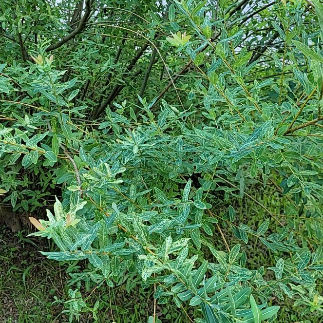 Photo of the plant species Dappled willow tree by @YummyAlocasia57 named Athena on Greg, the plant care app