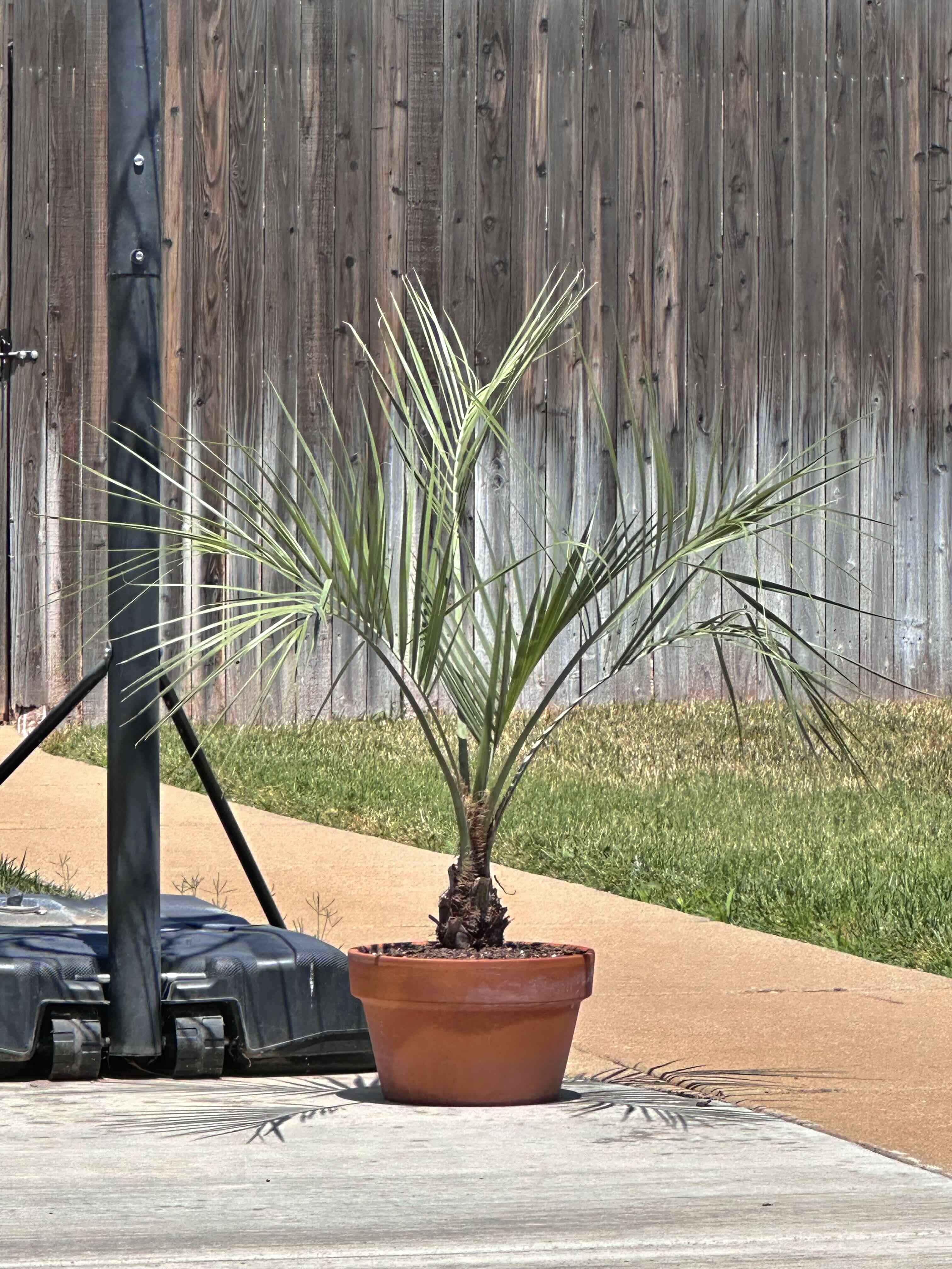 Photo of the plant species Jelly palm by @PalmDude15 named Pindo on Greg, the plant care app