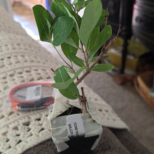Photo of the plant species honey suckle by @WonderfulKonjac named Lavender on Greg, the plant care app