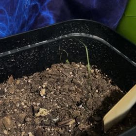 Photo of the plant species Bonsai by @ClassySucc59 named Prince on Greg, the plant care app