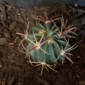 Photo of the plant species Devil's Pincushion by @ClassySucc59 named Bodhi on Greg, the plant care app