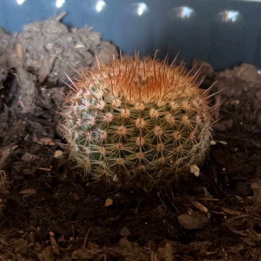 Photo of the plant species Owl's Eye Cactus by @ClassySucc59 named Gomez on Greg, the plant care app