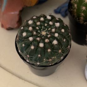 Photo of the plant species Brain Cactus by @ClassySucc59 named Zeus on Greg, the plant care app