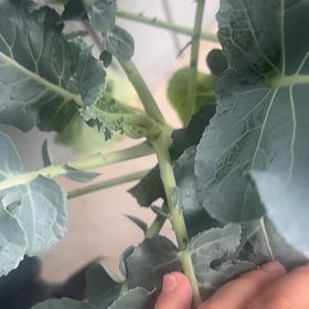Photo of the plant species Broccoli by @BoldStingray4 named Gomez on Greg, the plant care app