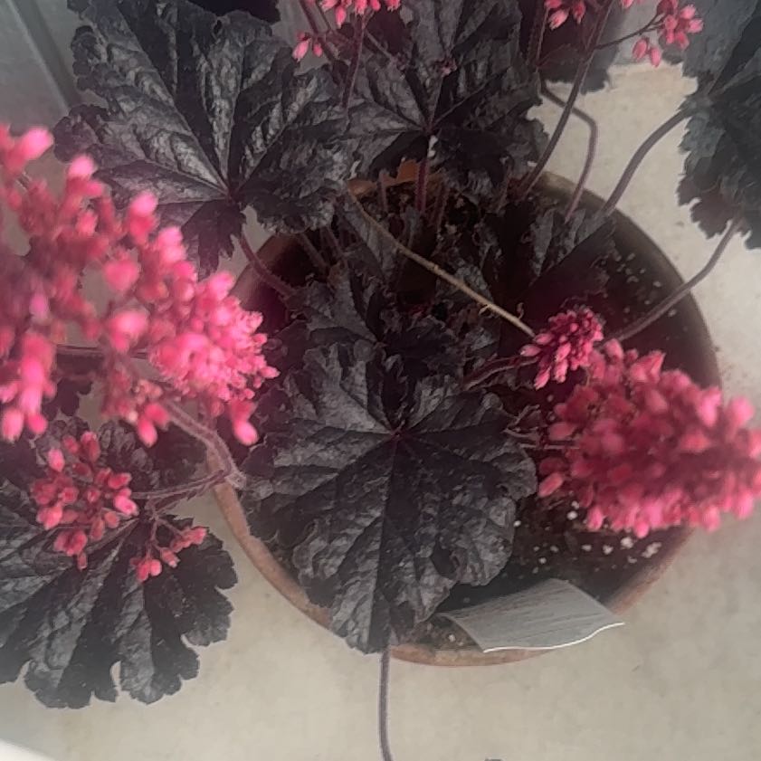 Photo of the plant species Coral Bells by @BoldStingray4 named Sir Plancelot on Greg, the plant care app
