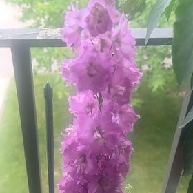 Photo of the plant species Delphinum by @BoldStingray4 named Doja Cat on Greg, the plant care app