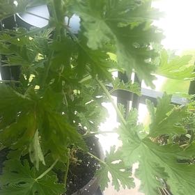 Photo of the plant species Citronella (anti-mosquito plant) by @BoldStingray4 named Orlando Bloom on Greg, the plant care app