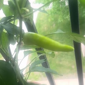Photo of the plant species Hungarian Wax Pepper by @BoldStingray4 named Nemo on Greg, the plant care app