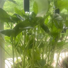 Photo of the plant species Spinach by @BoldStingray4 named Planty on Greg, the plant care app