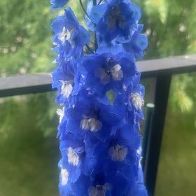 Photo of the plant species Delphinum by @BoldStingray4 named Austen on Greg, the plant care app