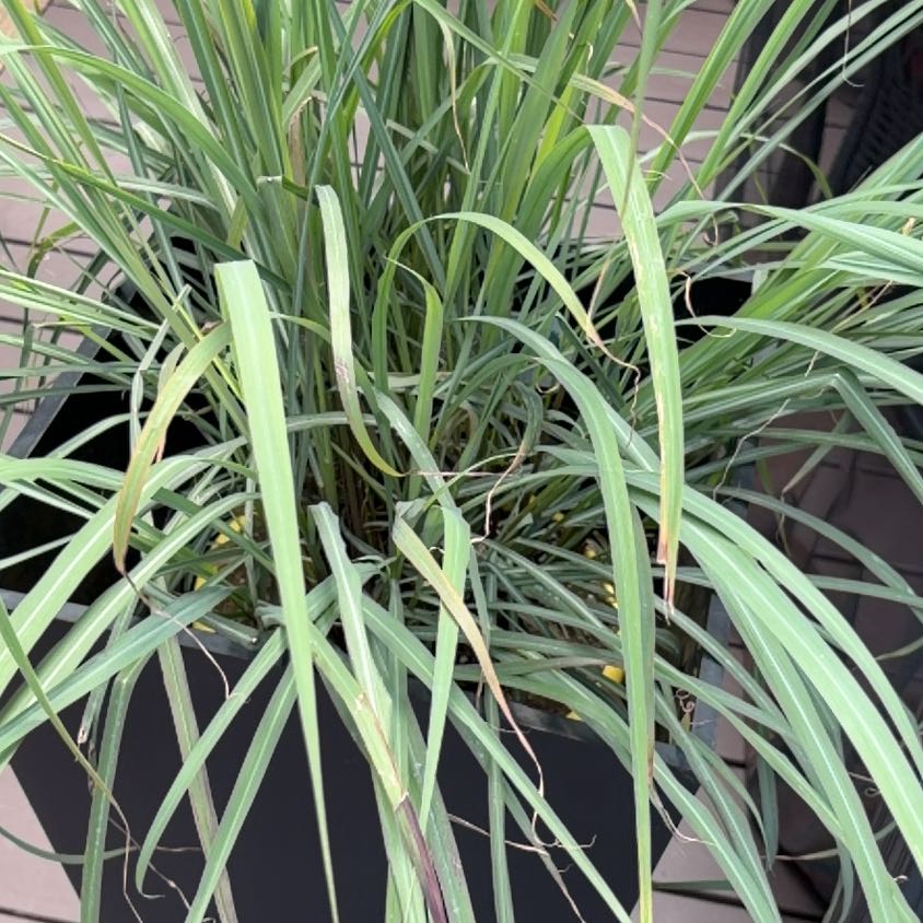 Photo of the plant species Cymbopogon Citratus by @FerventBearcorn named Darwin on Greg, the plant care app