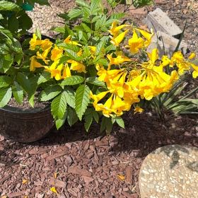 Photo of the plant species Yellow Bells by @FerventBearcorn named Osmo on Greg, the plant care app