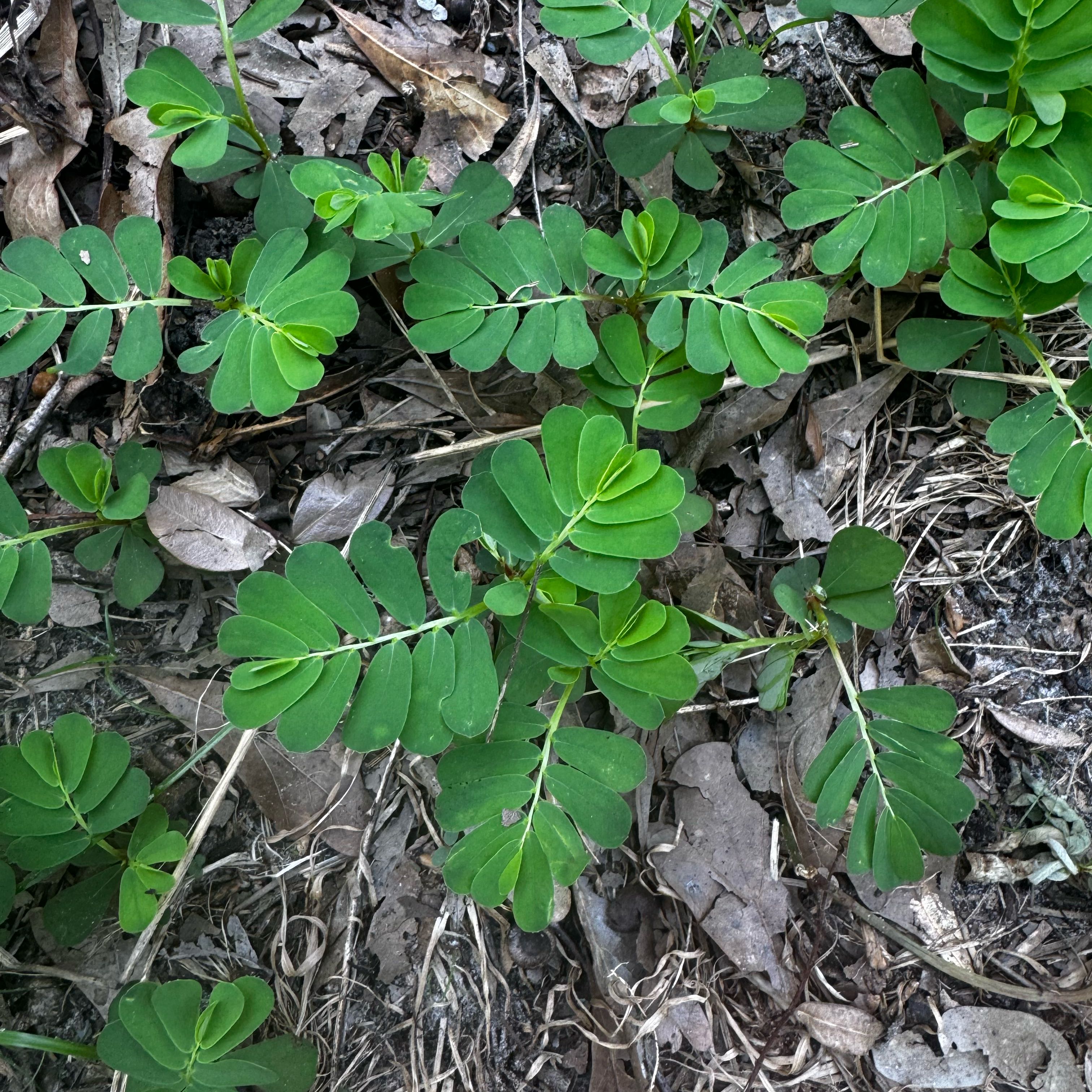 Photo of the plant species Chamber Bitter by @IntenselyMum34 named James Dean on Greg, the plant care app