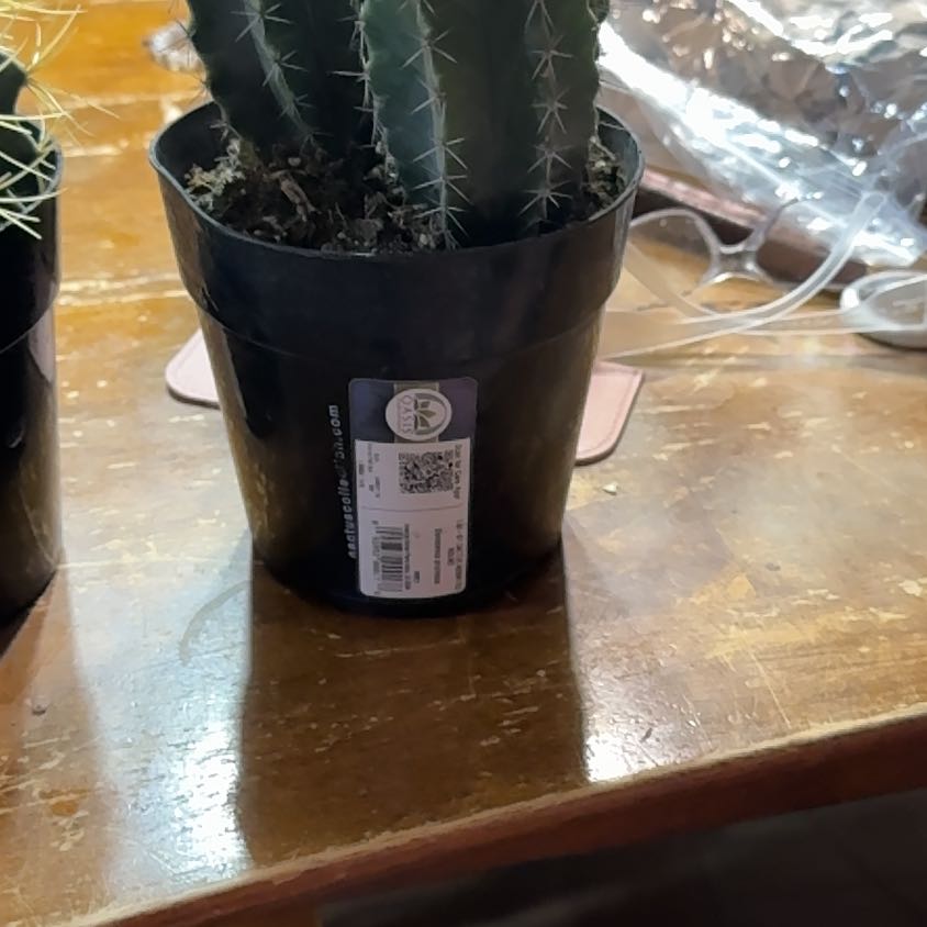 Photo of the plant species Gray Ghost Organ Pipe by @HappyBearsear40 named Marley on Greg, the plant care app
