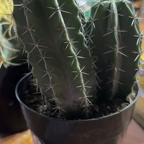 Photo of the plant species Organ Pipe Cactus by @HappyBearsear40 named Khaleesi on Greg, the plant care app