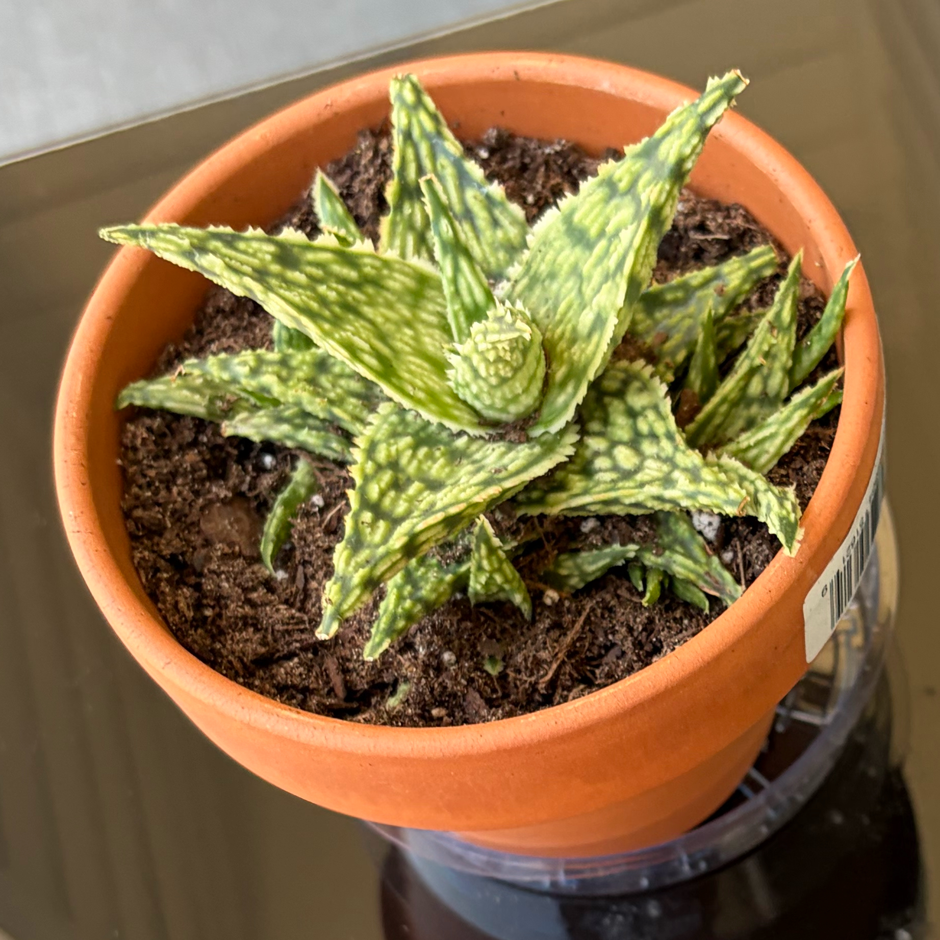 Photo of the plant species Gasteraloe by @YeahPlumtree14 named Delilah is on Greg, the plant care app