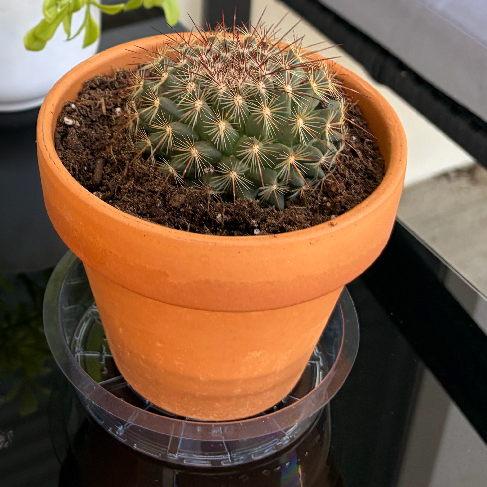 Photo of the plant species Mammillaria 'Ginsa Maru' by @YeahPlumtree14 named Diana on Greg, the plant care app