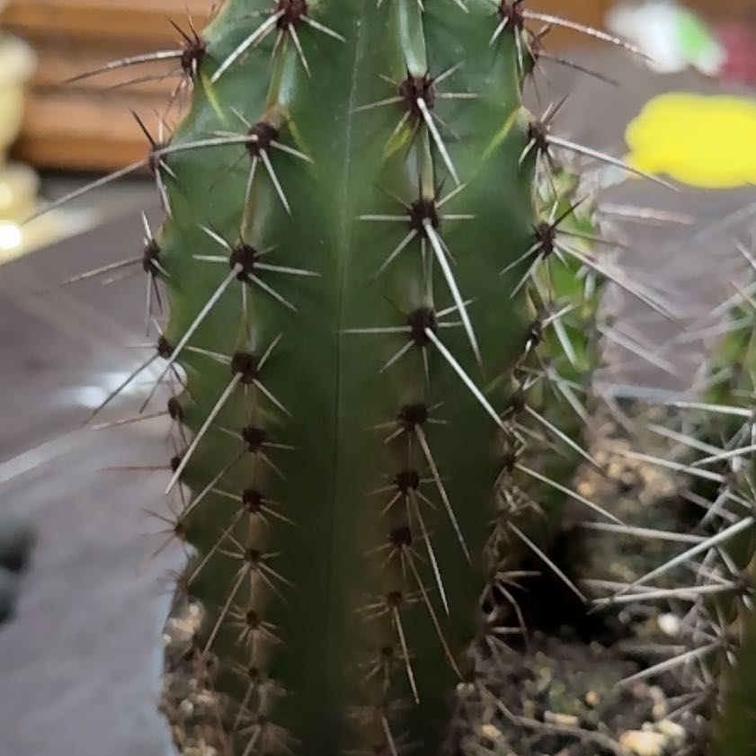 Photo of the plant species Organ Pipe Cactus by @FoxyTeatree7 named Elina on Greg, the plant care app