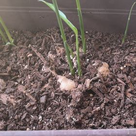 Photo of the plant species Ginger Root by @BraveRedbush12 named Captain Plant-it on Greg, the plant care app