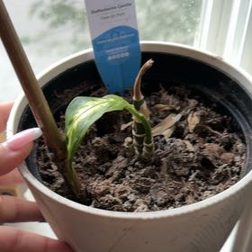 Photo of the plant species Dieffenbachia 'Camille' by @GodsendKonjac80 named Sproutacus on Greg, the plant care app