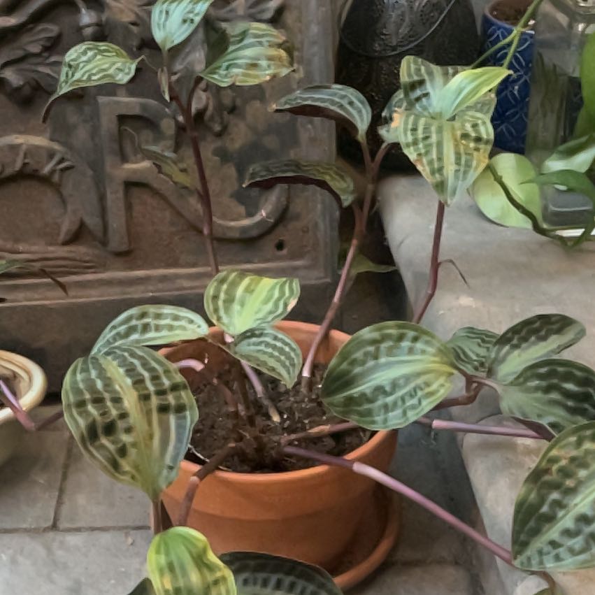 Photo of the plant species Jungle diva 'Roxie' by @YernEmerald82 named Gregarious on Greg, the plant care app