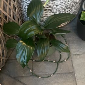 Photo of the plant species Dragon Tail Plant by @YernEmerald82 named Naomi on Greg, the plant care app