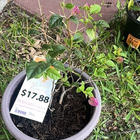 Photo of the plant species Lesser Bougainvillea by @FineTawapou11 named Gobi on Greg, the plant care app