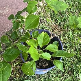 Photo of the plant species Bougainvillea 'Purple Princess' by @FineTawapou11 named Mando on Greg, the plant care app