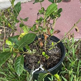 Photo of the plant species Gardenia 'August Beauty' by @FineTawapou11 named Bodhi on Greg, the plant care app