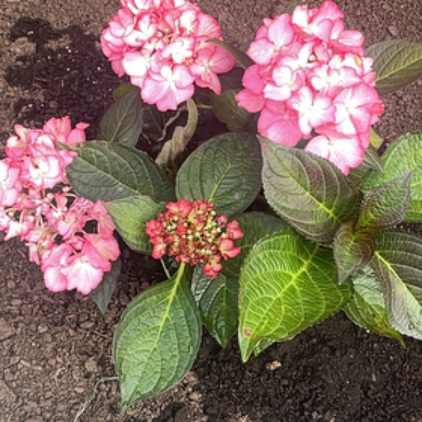 Photo of the plant species Kimono Hydrangea by @JollyDyebush84 named Dolores on Greg, the plant care app