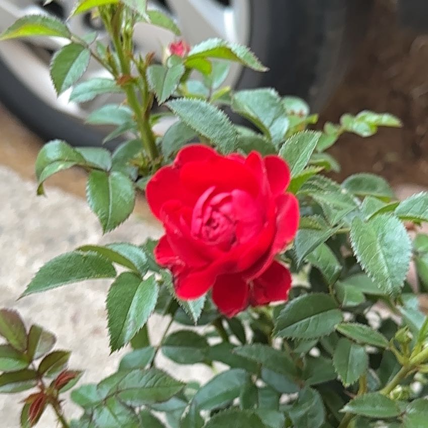 Photo of the plant species Mini Rose by @PrimoSquash72 named Mini rose on Greg, the plant care app