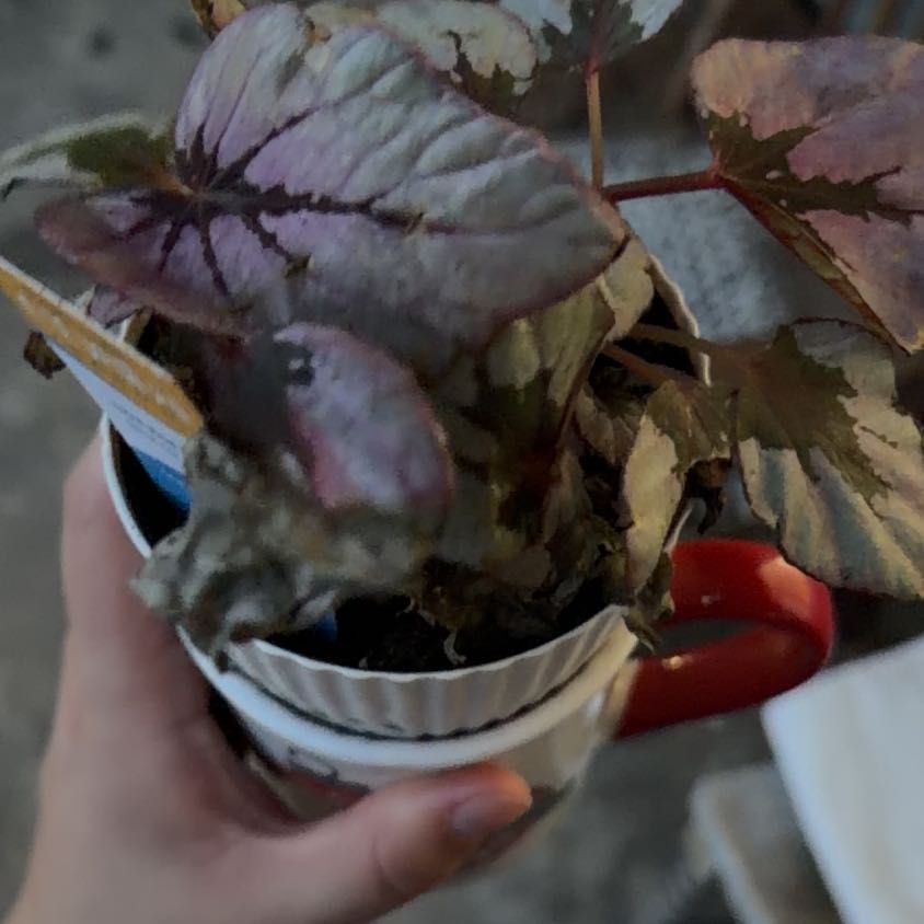 Photo of the plant species Nerve Plant by @GermaneLithop23 named Glitter on Greg, the plant care app