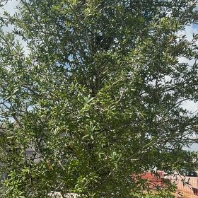 Photo of the plant species Willow Oak by @FunnyCatmint48 named Stella on Greg, the plant care app