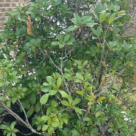 Photo of the plant species Sexton's Bride by @FunnyCatmint48 named Baesil on Greg, the plant care app